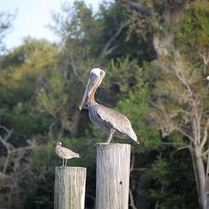 Meet your Posher, Rose